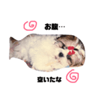シーズ犬のくるみちゃん（個別スタンプ：6）