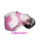 シーズ犬のくるみちゃん（個別スタンプ：8）