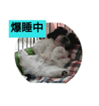 シーズー☆レン♂（個別スタンプ：3）