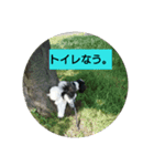 シーズー☆レン♂（個別スタンプ：4）