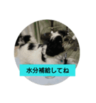 シーズー☆レン♂（個別スタンプ：5）