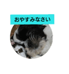 シーズー☆レン♂（個別スタンプ：8）