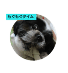 シーズー☆レン♂（個別スタンプ：14）