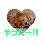 ♡クック＆マシュー♡（個別スタンプ：4）