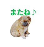 ♡クック＆マシュー♡（個別スタンプ：8）