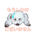 ♡クック＆マシュー♡（個別スタンプ：10）