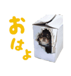 チワワのモモ×シェリ×マロン（個別スタンプ：1）