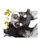 チワワのモモ×シェリ×マロン（個別スタンプ：3）