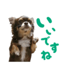 チワワのモモ×シェリ×マロン（個別スタンプ：4）