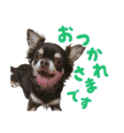 チワワのモモ×シェリ×マロン（個別スタンプ：5）