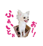 チワワのモモ×シェリ×マロン（個別スタンプ：7）