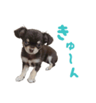 チワワのモモ×シェリ×マロン（個別スタンプ：9）
