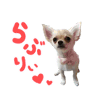 チワワのモモ×シェリ×マロン（個別スタンプ：10）