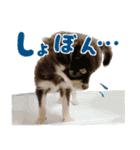 チワワのモモ×シェリ×マロン（個別スタンプ：11）