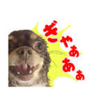 チワワのモモ×シェリ×マロン（個別スタンプ：13）