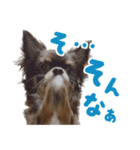 チワワのモモ×シェリ×マロン（個別スタンプ：14）