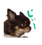 チワワのモモ×シェリ×マロン（個別スタンプ：15）