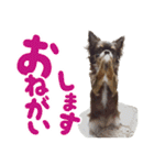 チワワのモモ×シェリ×マロン（個別スタンプ：16）