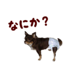 チワワのモモ×シェリ×マロン（個別スタンプ：17）
