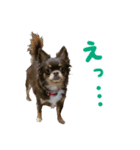 チワワのモモ×シェリ×マロン（個別スタンプ：18）
