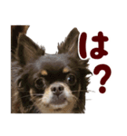 チワワのモモ×シェリ×マロン（個別スタンプ：19）