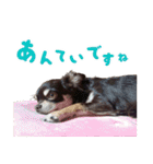 チワワのモモ×シェリ×マロン（個別スタンプ：21）