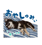 チワワのモモ×シェリ×マロン（個別スタンプ：23）