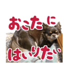チワワのモモ×シェリ×マロン（個別スタンプ：24）
