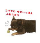 チワワのモモ×シェリ×マロン（個別スタンプ：26）