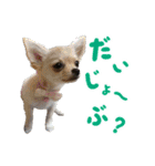 チワワのモモ×シェリ×マロン（個別スタンプ：27）