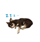 チワワのモモ×シェリ×マロン（個別スタンプ：32）