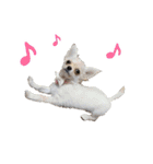 チワワのモモ×シェリ×マロン（個別スタンプ：33）