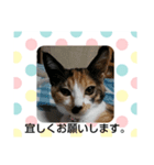 Ponkam（個別スタンプ：3）