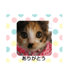 Ponkam（個別スタンプ：6）