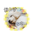 毎日くうちゃん（個別スタンプ：15）