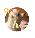 毎日くうちゃん（個別スタンプ：16）