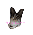 ルナとクロエの猫スタンプ（個別スタンプ：1）