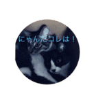 ルナとクロエの猫スタンプ（個別スタンプ：3）