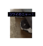 ルナとクロエの猫スタンプ（個別スタンプ：4）