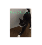 ルナとクロエの猫スタンプ（個別スタンプ：5）