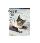 ルナとクロエの猫スタンプ（個別スタンプ：6）