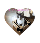 ルナとクロエの猫スタンプ（個別スタンプ：7）
