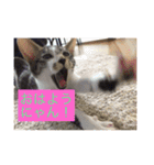 ルナとクロエの猫スタンプ（個別スタンプ：10）