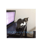 ルナとクロエの猫スタンプ（個別スタンプ：11）