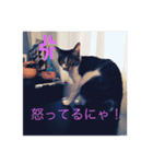 ルナとクロエの猫スタンプ（個別スタンプ：12）
