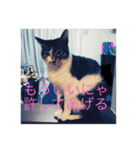 ルナとクロエの猫スタンプ（個別スタンプ：13）