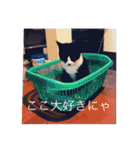 ルナとクロエの猫スタンプ（個別スタンプ：16）