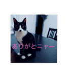 ルナとクロエの猫スタンプ（個別スタンプ：17）