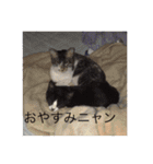 ルナとクロエの猫スタンプ（個別スタンプ：19）