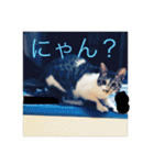 ルナとクロエの猫スタンプ（個別スタンプ：22）